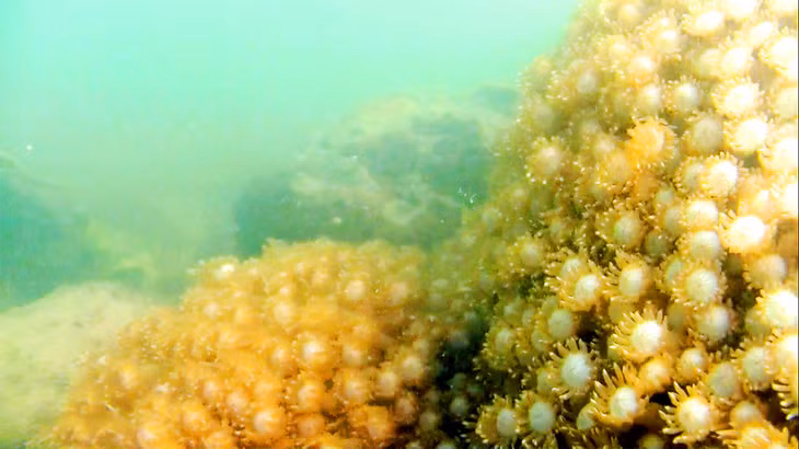 Sea flowers are blooming under the water.