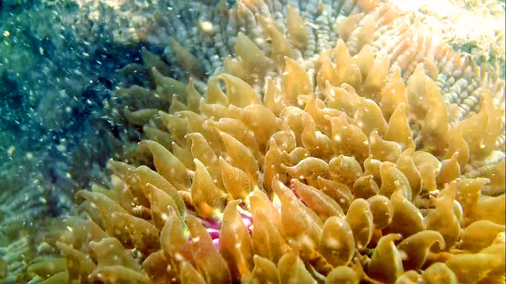 Mushroom corals are in the shape of beautiful water balloons swaying with the waves.