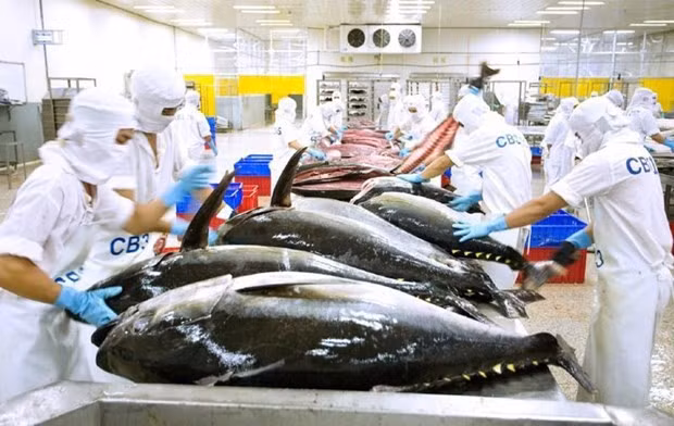 Vietnamese tuna products exported to 80 markets worldwide hinh anh 1