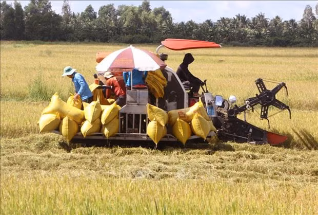 Over 1 million to be trained for massive high-quality rice project hinh anh 1