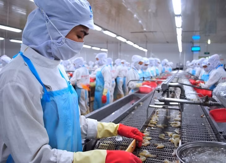 Processing shrimps for export in Ca Mau.