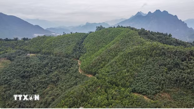 Revenue from carbon credits distributed to localities: official hinh anh 1