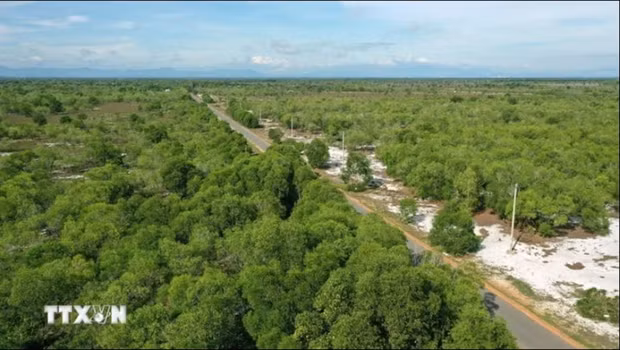 Eight coastal localities get more support in forestry modernisation hinh anh 1