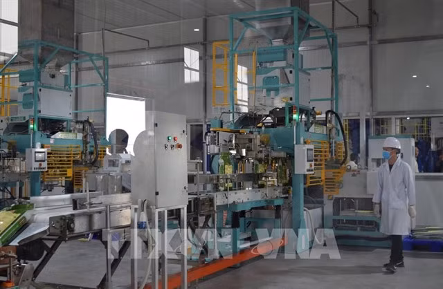 A rice processing line of an enterprise. 45.4 per cent of enterprises forecast their production and business activities in Q2 2024 will be more positive than Q1 2024. — VNA/VNS Photo