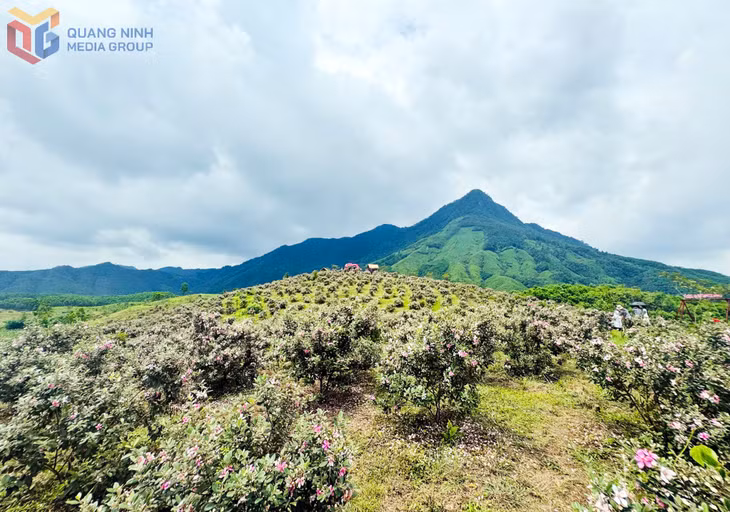 Ma Thau Son Sim hill offers a romantic setting during the sim blossom season along Vietnam’s borderlands.