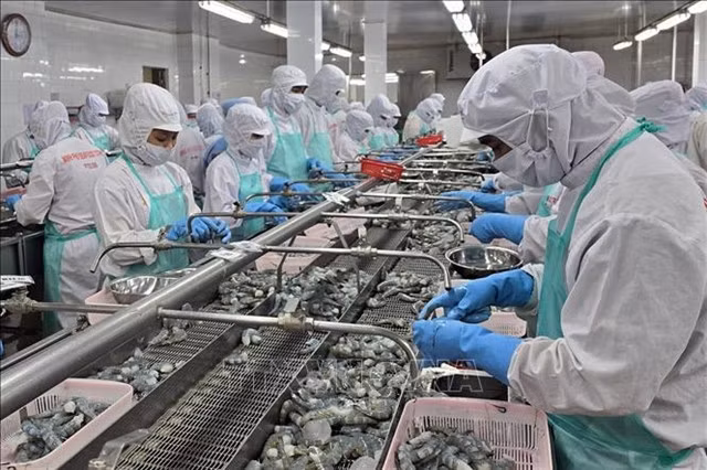 Processing frozen shrimp for export at Minh Phú Company in Cà Mau Province. — VNA/VNS Photo