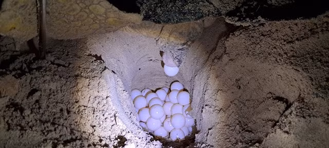 A turtle laying eggs in Bãi Cát Lớn-Hòn Bảy Cạnh in Côn Đảo National Park. VNA/VNS Photo