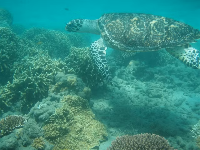 Hawksbill sea turtle (Eretmochelys imbricata) in Côn Đảo. VNA/VNS Photo