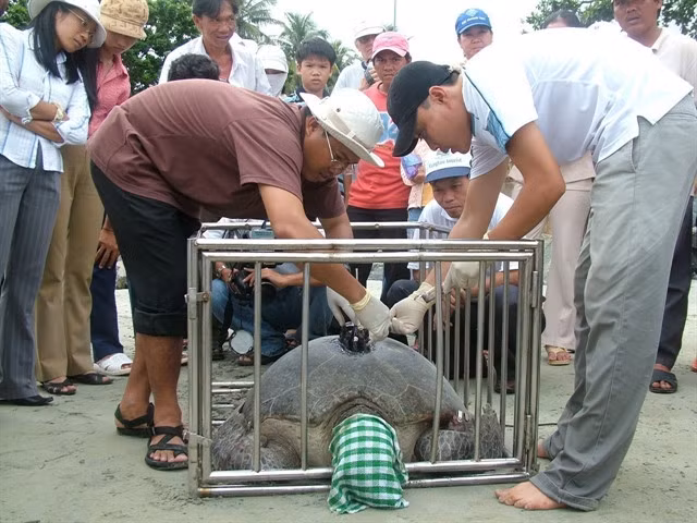 A migration tracker is attached to a turtle. VNA/VNS Photo