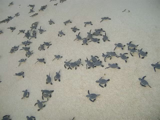 A few days after hatching, baby turtles crawl towards the ocean. VNA/VNS Photo