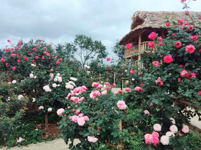A rose garden in Sa Pa, Lao Cai province (Photo: laocaitourism.vn)