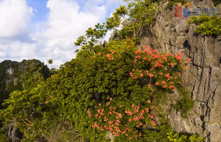 Bong moc – A Red Book plant of Ha Long Bay's World Heritage Site ảnh 2 Bong moc – A Red Book plant of Ha Long Bay's World Heritage Site ảnh 2
