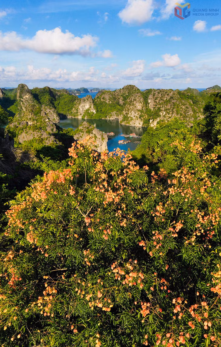 Bong moc – A Red Book plant of Ha Long Bay's World Heritage Site ảnh 3 Bong moc – A Red Book plant of Ha Long Bay's World Heritage Site ảnh 3