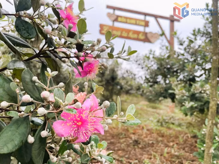 Sim flower has become a tourism trademark of Hai Son in Mong Cai's border region.