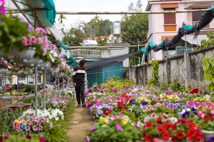 Visitors can feel lost in a colorful world and the magical scent of flowers and ornamental plants.