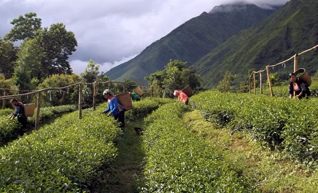 Lai Châu Province attached significant attention to guide farmers to grow tea following standards to ensure quality and promote exports. Local Governments played a very important role in creating an environment in which enterprises could take advantage of trade deals to expand exports. — VNA/VNS Photo Việt Hoàng