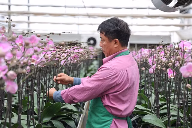 An orchid glass house of Melinh F Farm, which offers only phalaenopsis orchid. VNS Photo Lê Hương