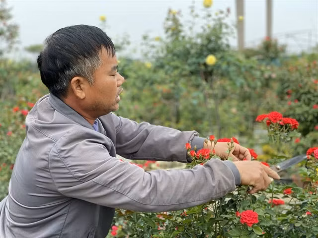 Phạm Đức Tài takes great care of his roses. VNS Photo Lê Hương