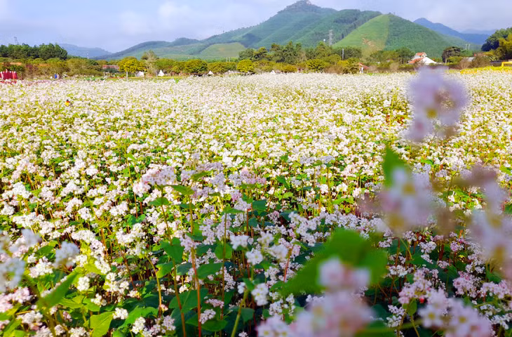The flowers here are as beautiful as those in the Northwest, the homeland of the triangle buckwheat.