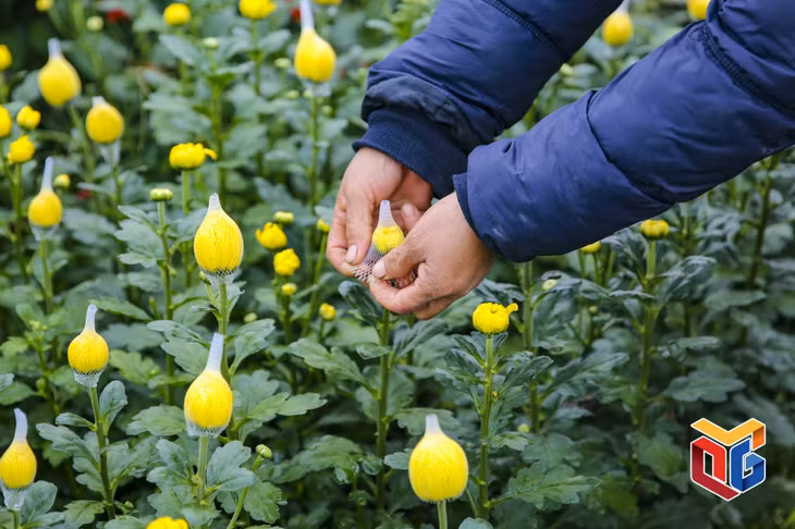 Chrysanthemum is among popular flowers at Dong Che.