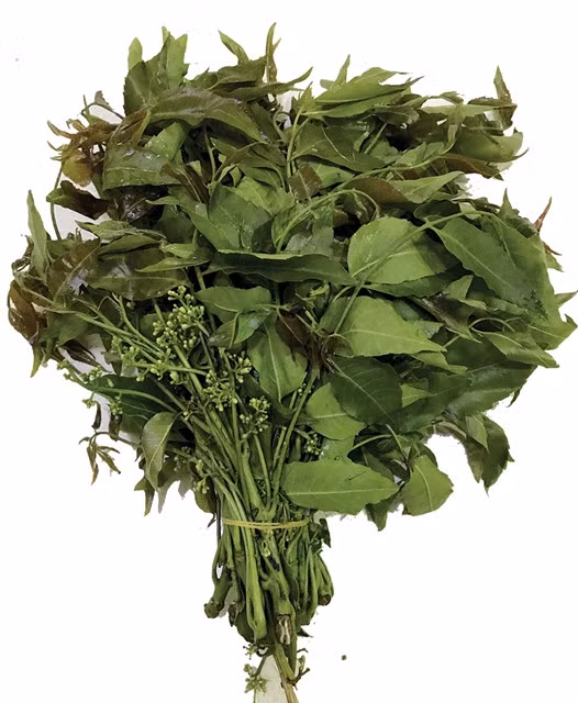 Neem leaves become a special ingredient for salad, which helps to bring An Giang Province to the map as one of Việt Nam's culinary centres. Photo baoangiang.com.vn