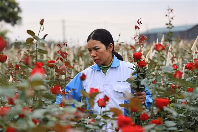 Farmer Nguyễn Thị Linh works on her rose field. VNS Photo Lê Hương