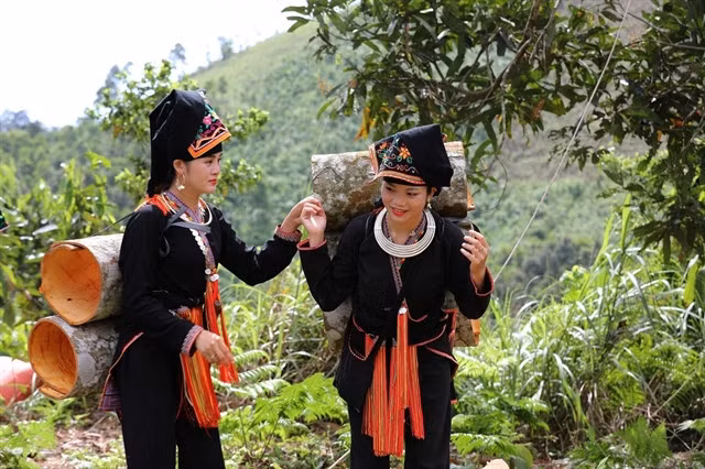 Dao ethnic women harvest cinnamon in the northern mountainous province of Yên Bái. — VNA/VNS Photo