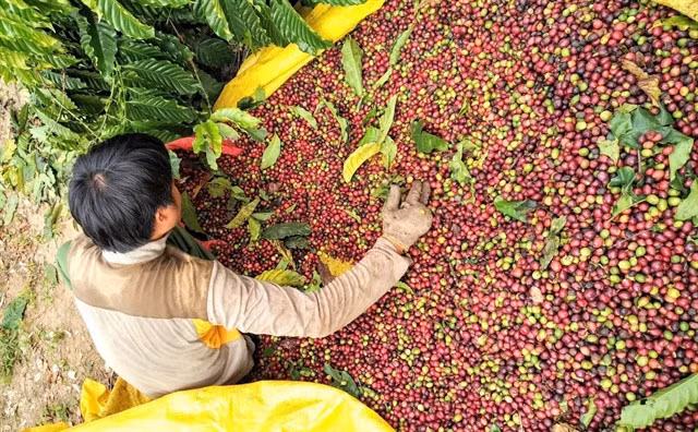 A farmer harvests coffee cherries in Kon Tum Province in the Western Highlands which had 657,300ha of coffee with a yield of roughly 2.9 tonnes per hectare in 2021. VNA/VNS Photo