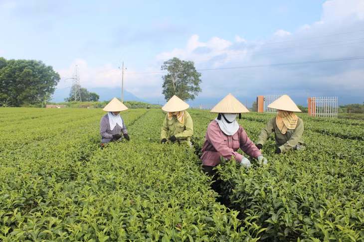 Tea harvesting at Quang Long commune in Hai Ha district.