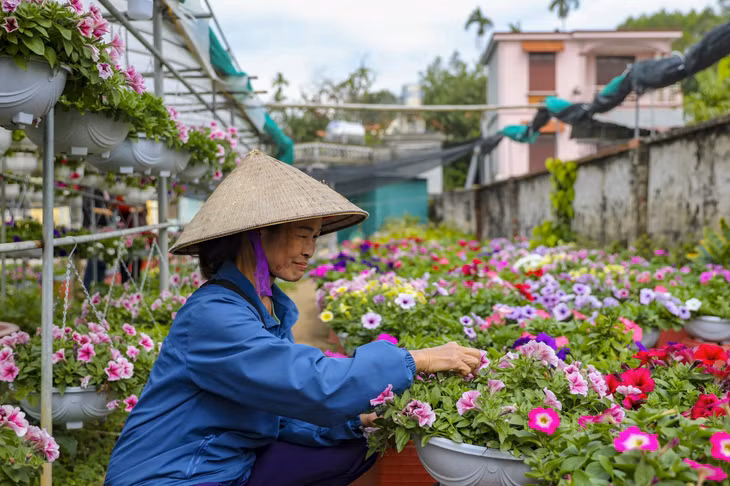 Ha Long city's Dong Che flower village