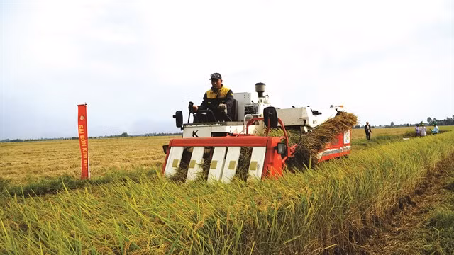 The one-million-hectare high-quality, low-emission rice programme, launched in November 2023, spans 12 provinces in the Mekong Delta. It aims to promote sustainable, premium production of the grain, while cutting greenhouse gas emissions. VNA/VNS Photo