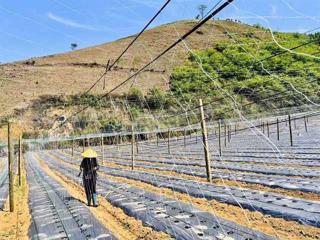A local farmer works at the squash garden in the Nông Xanh Cooperative, Vân Sơn Ward, Mộc Châu Town in the northern mountainous province of Sơn La.—VNS Photo Nguyễn Hằng
