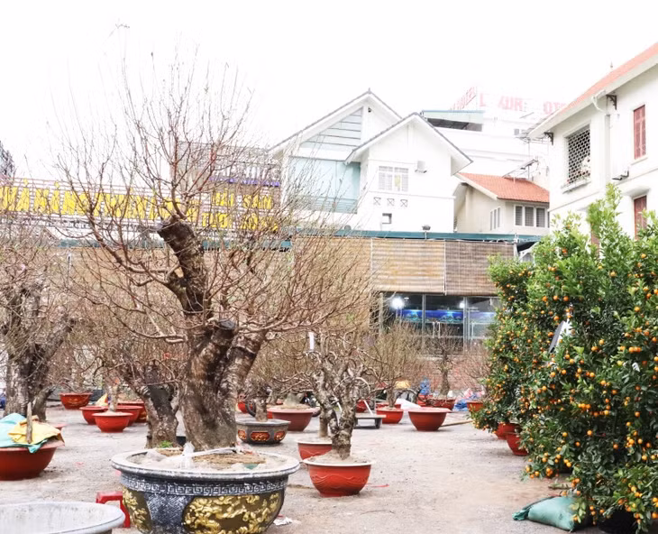 The current price of a peach plant ranges from VND 2.5 to 20 million VND depending on its own size and shape.