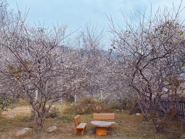 The natural beauty created by Yen Tu apricots