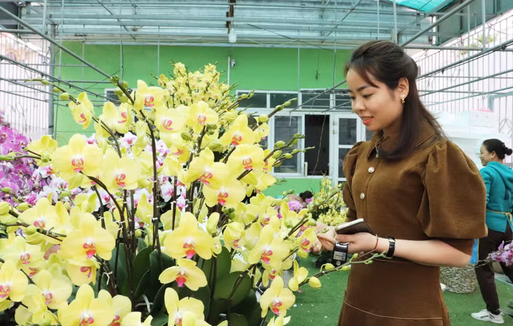 Ha Long streets full of spring flowers ảnh 9 Ha Long streets full of spring flowers ảnh 9