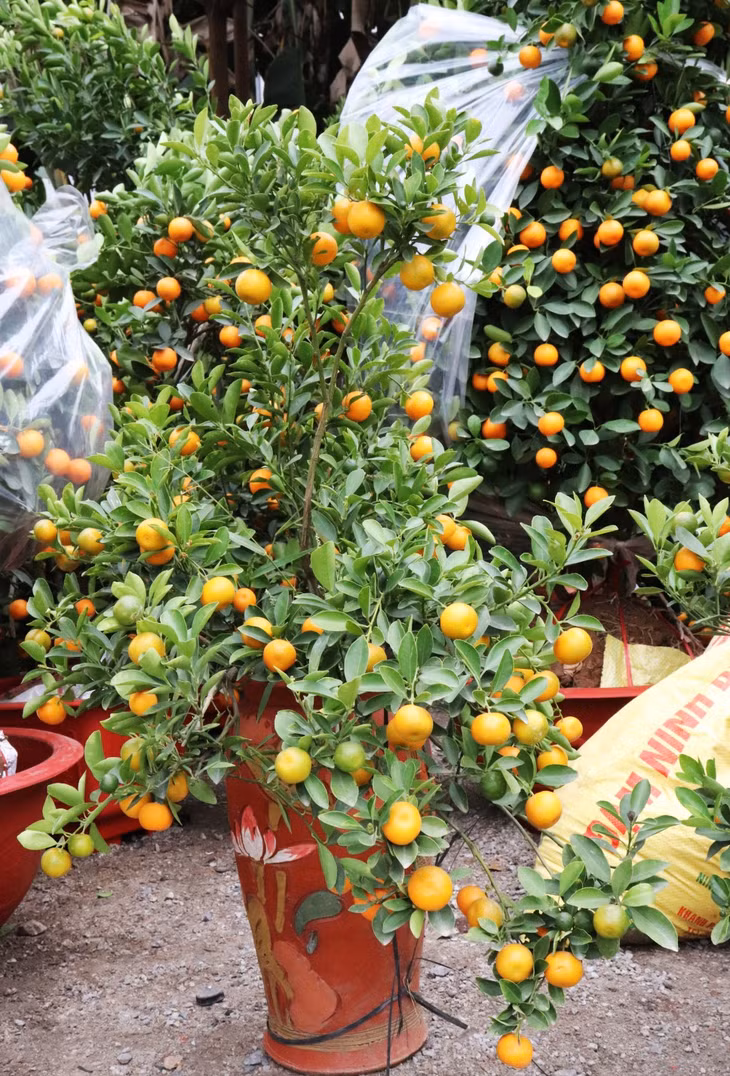 Small ones cost from VND 300-400 thousand VND/tree.
