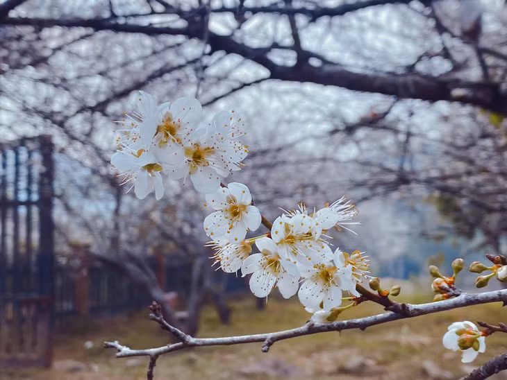 These flowers are pure white, blooming on tiny branches like snowflakes.