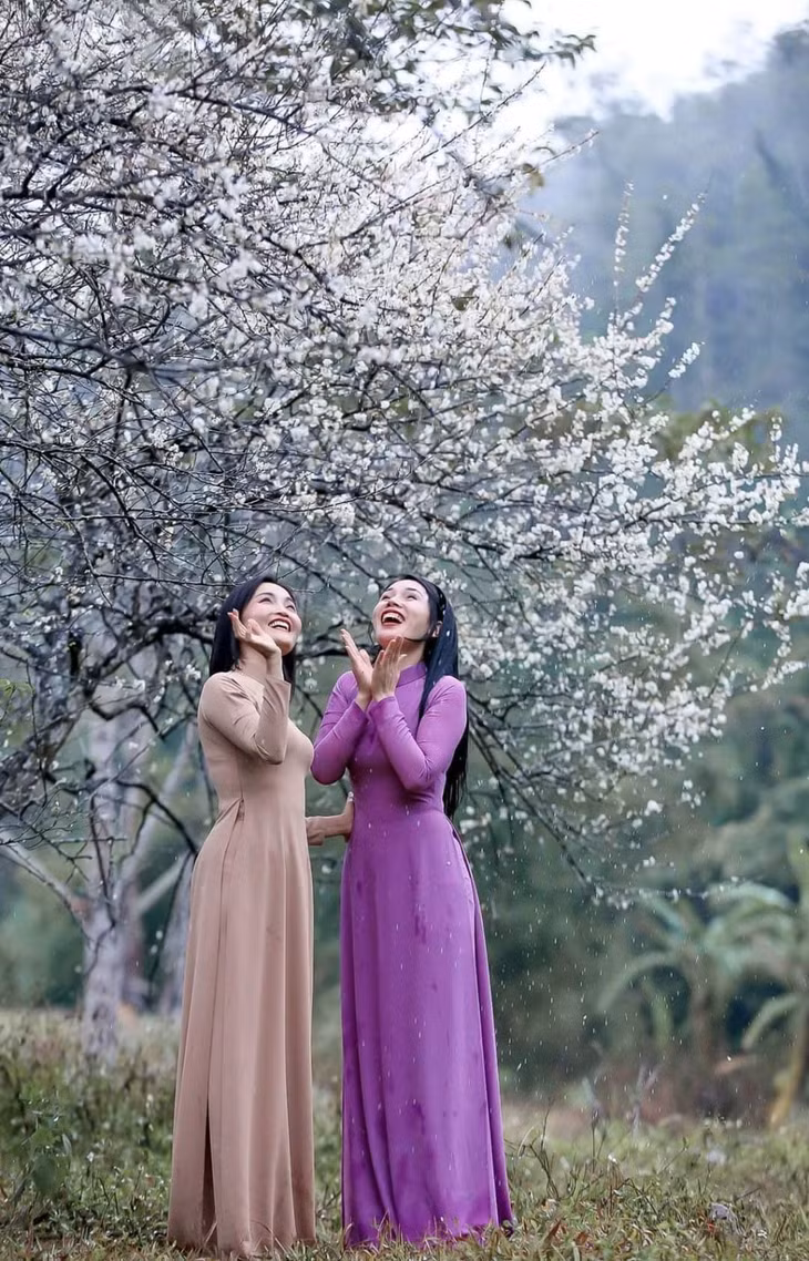 White apricot blossom blooms in sacred Yen Tu ảnh 5 White apricot blossom blooms in sacred Yen Tu ảnh 5
