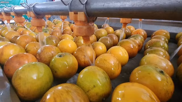 Cao Phong oranges cleaned at a processing facility in Hoà Bình Province. — VNS Photo Ly Ly Cao