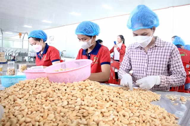 Workers process cashew nuts for export at a plant in Bình Phước Province. VNA/VNS Photo