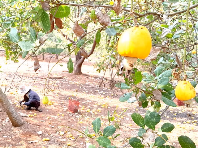 A farmer harvesting cashew in Bình Phước Province. — VNA/VNS Photo