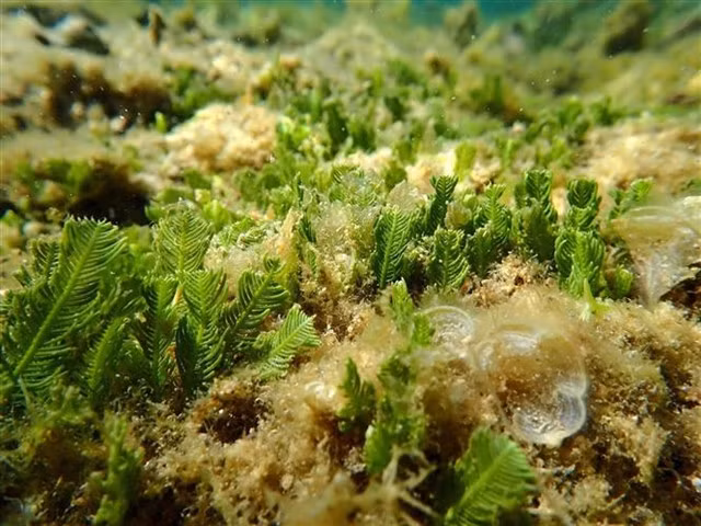 The seaweed and seagrass ecosystems in the Marine Protected Area of Núi Chúa National Park.