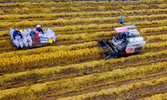 Rice exports reach record high