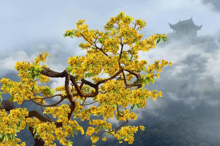 Pilgrimage to the Buddhist sanctuary on Yen Tu Mountain ảnh 3