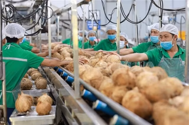 Processing canned coconut water at the Bến Tre Import and Export Joint Stock Company (Betrimex) in the Mekong Delta province of Bến Tre. — VNA/VNS Photo