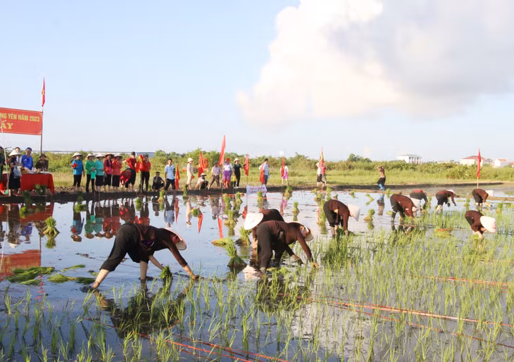 A rice transplanting contest will be held during the festival.