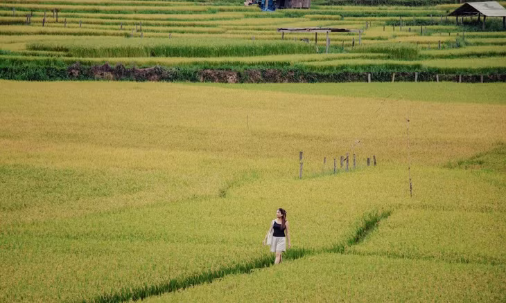 Central Highlands aglow: golden rice paints the terraces ảnh 6 Central Highlands aglow: golden rice paints the terraces