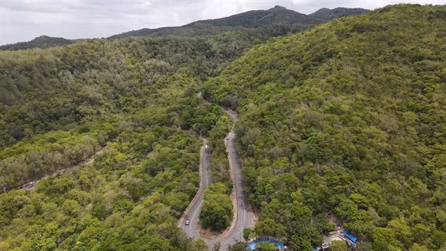 A view of a protection forest in Bà Rịa-Vũng Tàu Province. Việt Nam has gained significant achievements in desertification prevention, including raising the forest coverage from 27.8 per cent in 1993 to 42 per cent at present. — VNA/VNS Photo