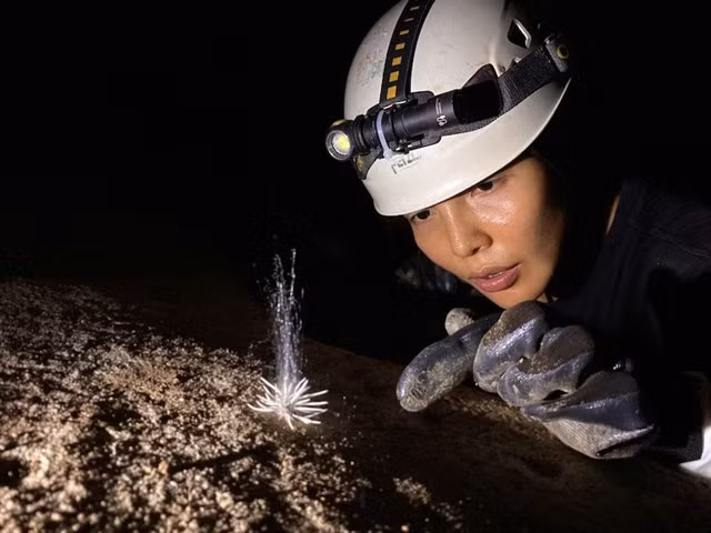 A strange species has just been discovered by a cave exploration team of the Jungle Boss Co., Ltd, in Hung Cave in Phong Nha – Kẻ Bàng National Park in the central province of Quảng Bình.—Photo Nguyễn Văn Úy