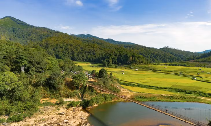 Central Highlands aglow: golden rice paints the terraces ảnh 3 Central Highlands aglow: golden rice paints the terraces